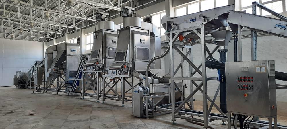 Cap Stemming stage at the Afghan Samoon factory