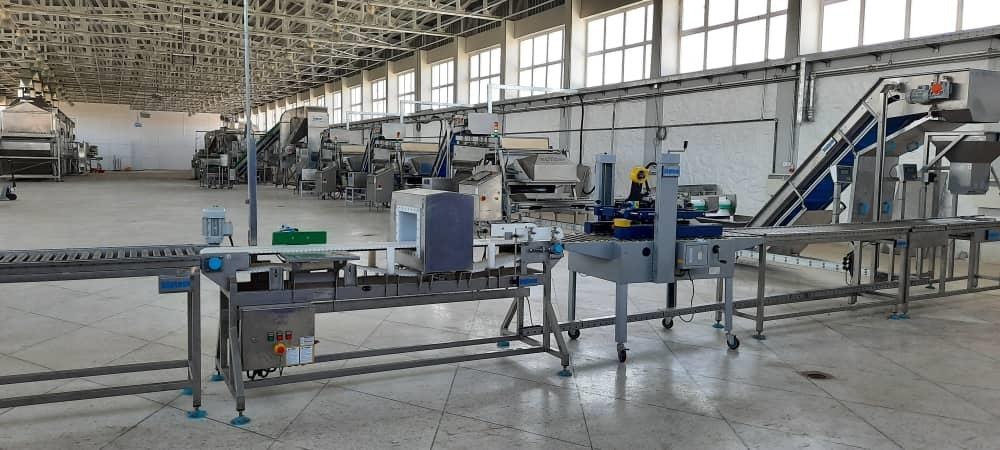 Packing stage at the Afghan Samoon factory