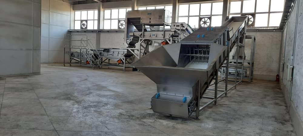 Pre-Processing stage at the Afghan Samoon factory